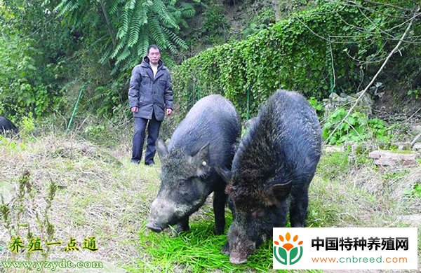 牧草养殖野猪技术"