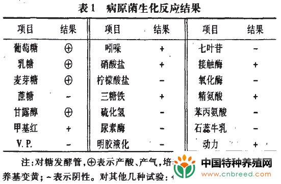 狐狸致病性大肠肝菌的分离与鉴定"