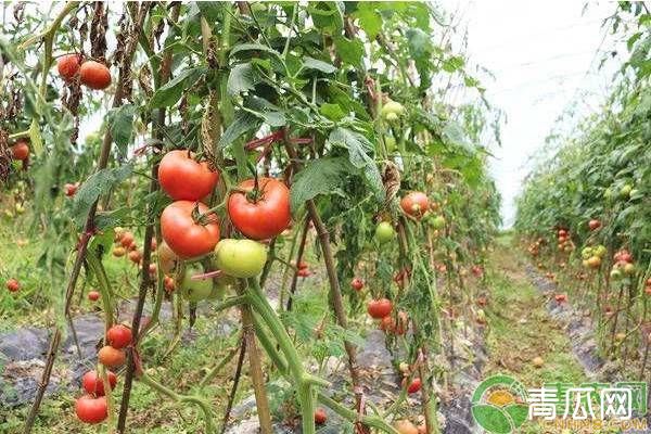 西红柿空洞果的发生原因及其防治方法"