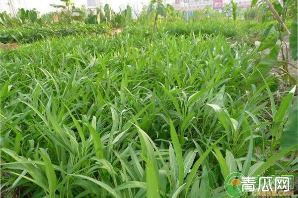 空心菜的品种选择及种植特点"