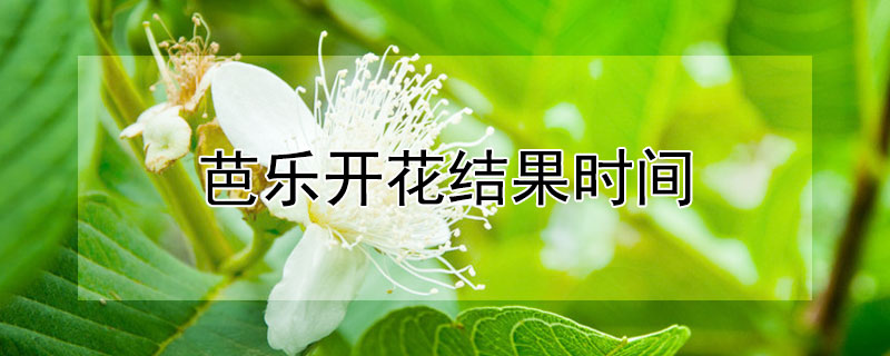 芭乐开花结果时间"