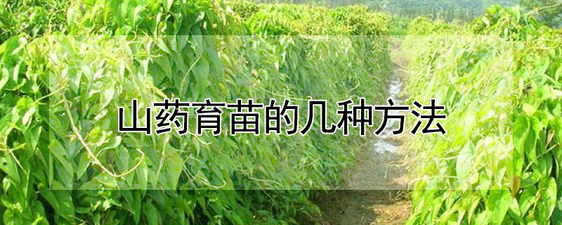 山药育苗的几种方法