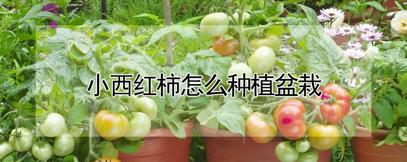 小西红柿怎么种植盆栽"