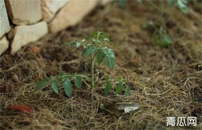 番茄定植后的管理技术介绍"