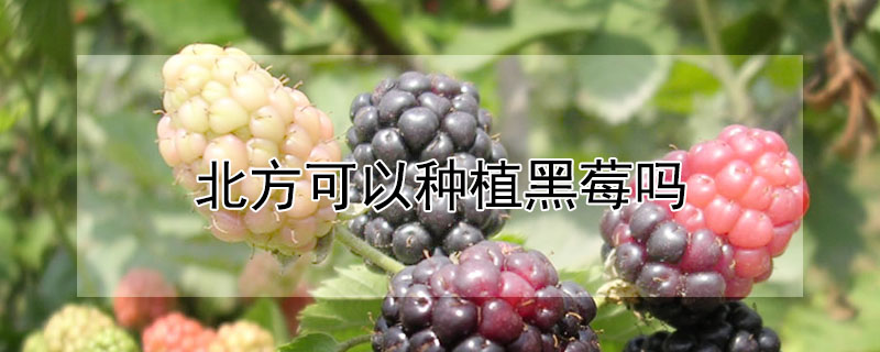 北方可以种植黑莓吗