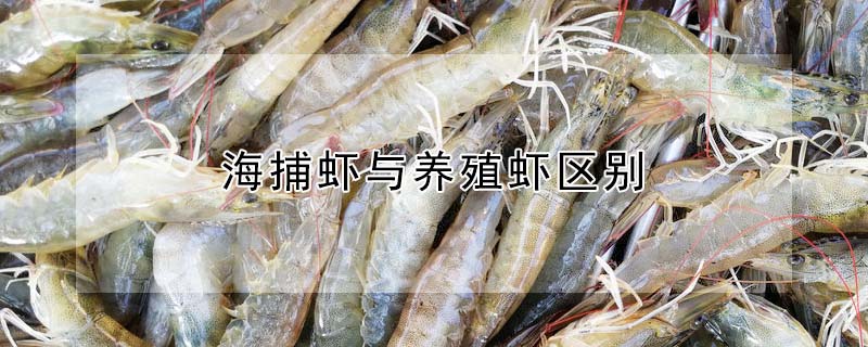 海捕虾与养殖虾区别"