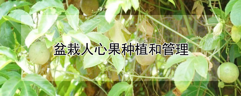 盆栽人心果种植和管理"