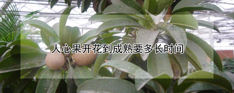 人心果开花到成熟要多长时间