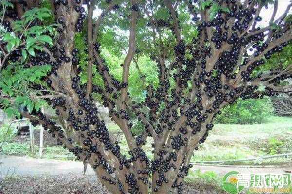 嘉宝果的生长习性和种植方法"