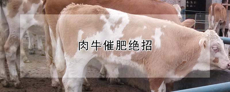 肉牛催肥绝招"