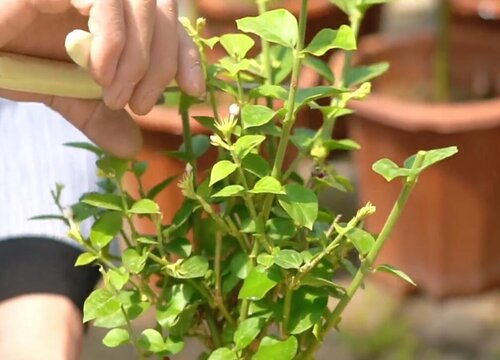 茉莉花夏天可以剪枝吗