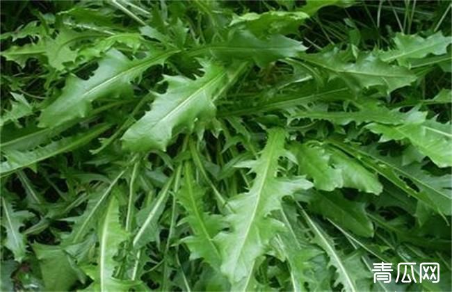 野菜种植需要注意什么"