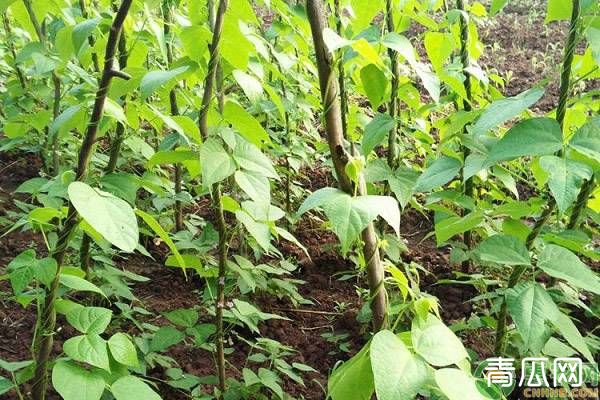 种植四季豆怎样施肥比较好?大面积种植四季豆的施肥技术简介"