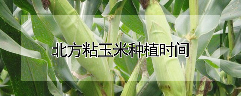 北方粘玉米种植时间"