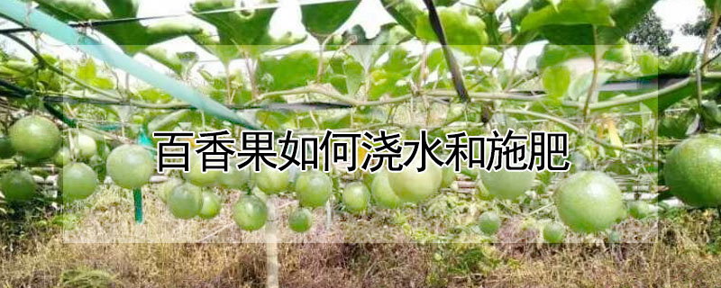 百香果如何浇水和施肥"