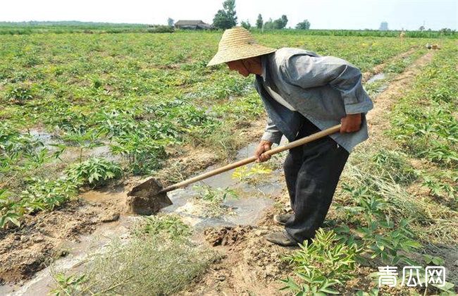 芝麻浇水时间怎么把握"