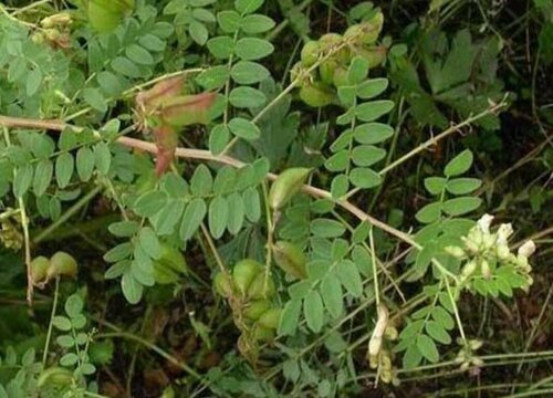 黄芪能直接吃吗 什么情况下不能吃