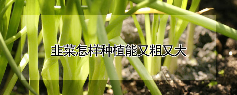 韭菜怎样种植能又粗又大"