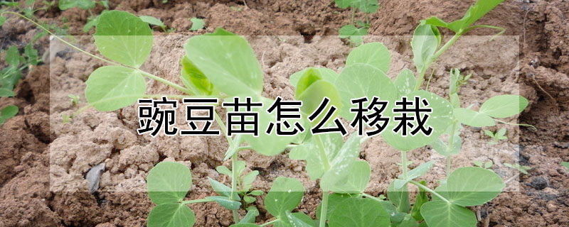 豌豆苗怎么移栽