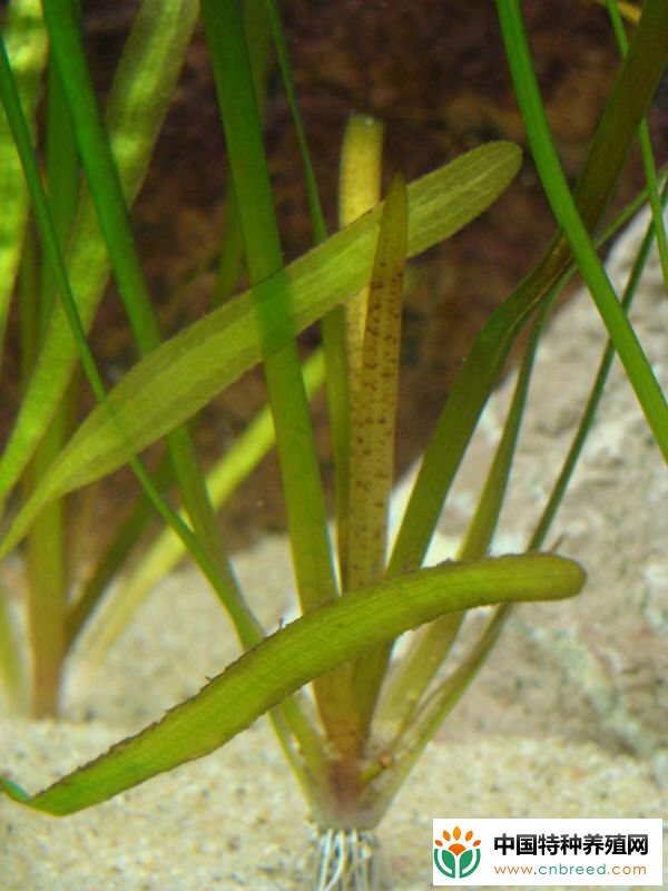 蟹池常见水草及其种植管理技巧