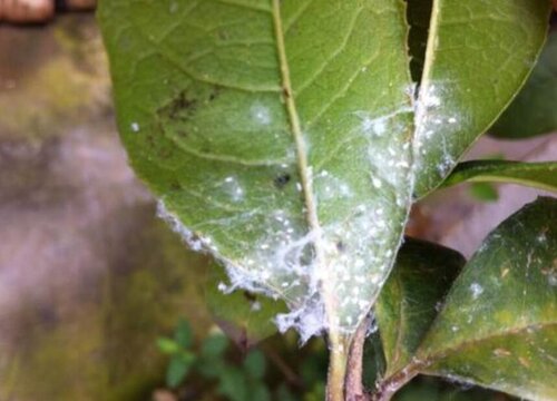 植物感染白粉虱以后该怎么解决处理"