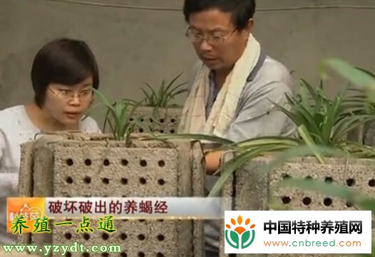 蝎子养殖经来自破坏性实验，自动化养蝎是方向