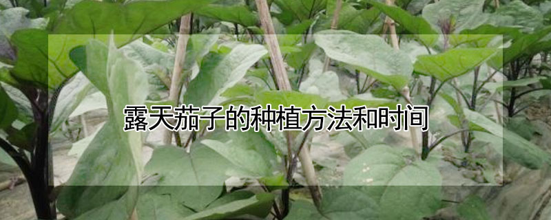 露天茄子的种植方法和时间"