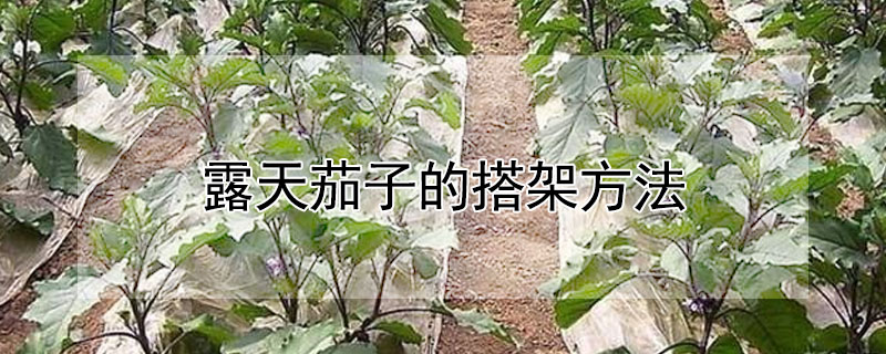 露天茄子的搭架方法"