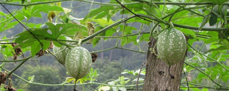 吊瓜种植技术"