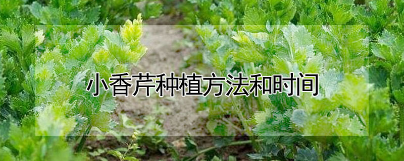 小香芹种植方法和时间"