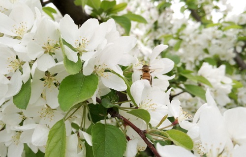 苹果树的花是什么颜色