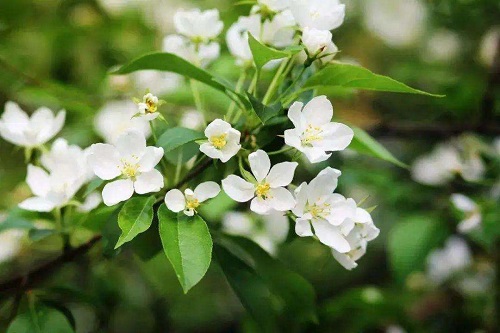 茉莉花施什么肥最好