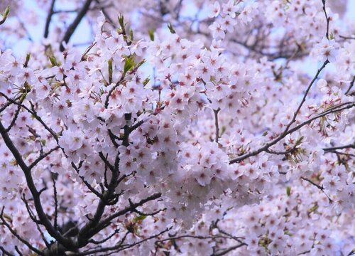 樱花几点开花时间 开花大概几月到几月