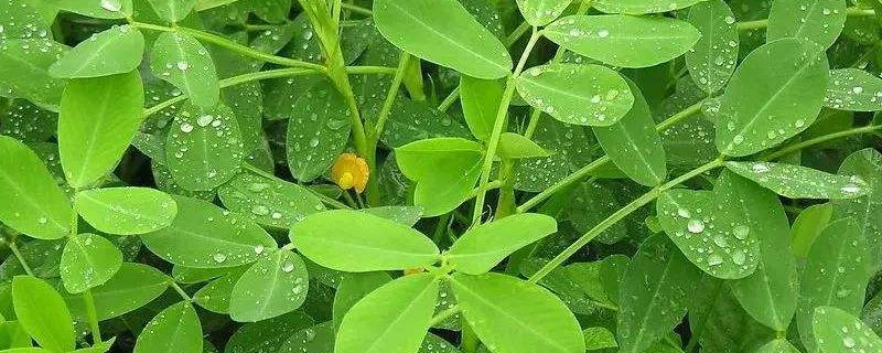 花生花期能浇水吗"