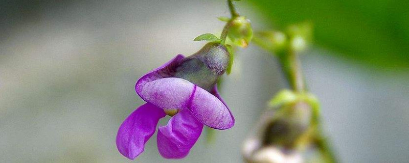 豆角开花期能浇水吗"