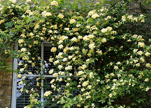 木香花为什么不能种在家里 家里种木香花好不好