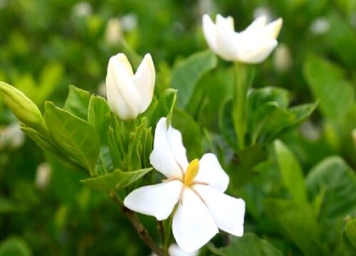 栀子花有几个品种和图片 哪种栀子花最香好养