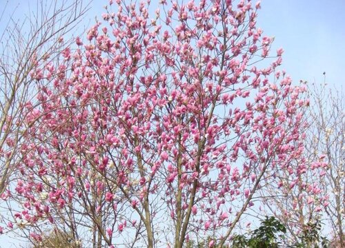 房前栽什么树风水好 农村房屋种什么树旺风水又招财