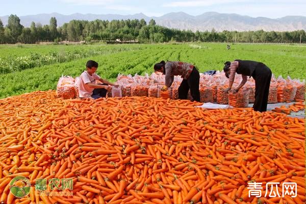 胡萝卜的高效种植技术介绍"