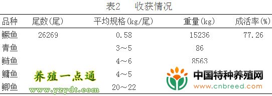 小型水库主养鳜鱼高效试验(2)