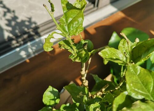 秋季茉莉花总是不生长该怎么解决"