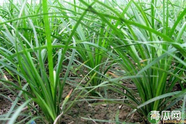 麦冬种植土壤及温度的条件要求"