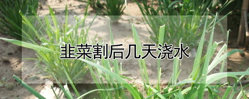 韭菜割后几天浇水"