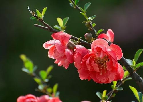 长寿海棠一年开几次花 花期多长时间