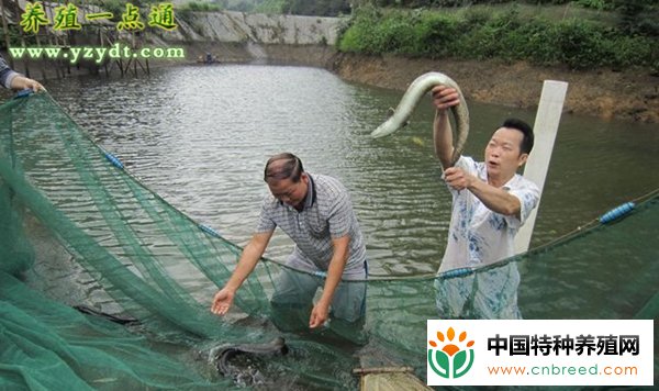 秋季鳗鱼养殖关键是调整肠胃"