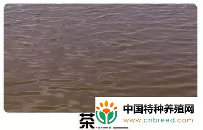 水产养殖池塘水质水色辨别--看水知水