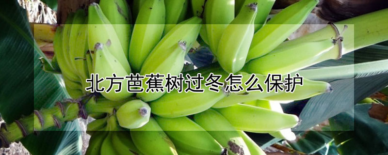 北方芭蕉树过冬怎么保护"