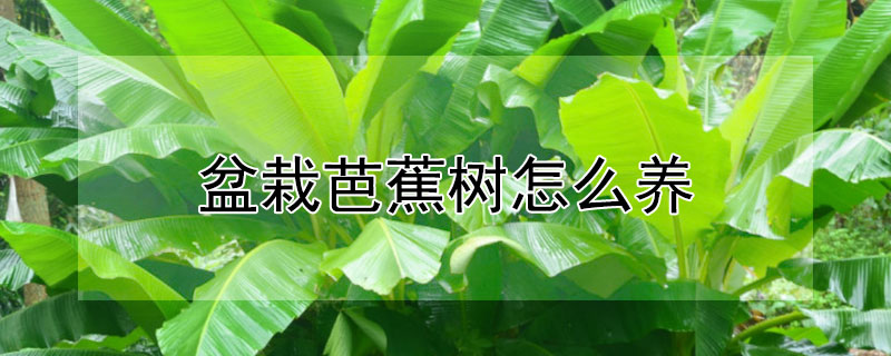 盆栽芭蕉树怎么养"