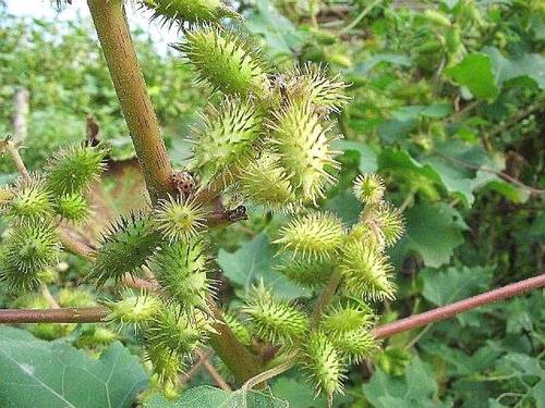 苍耳是什么植物类别 属于什么科植物