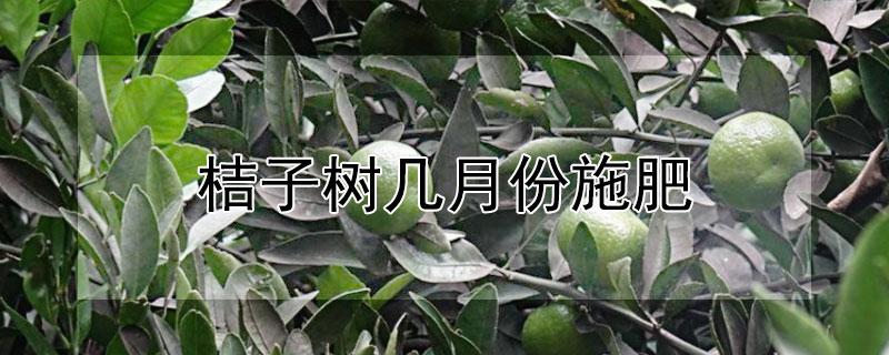 桔子树几月份施肥"